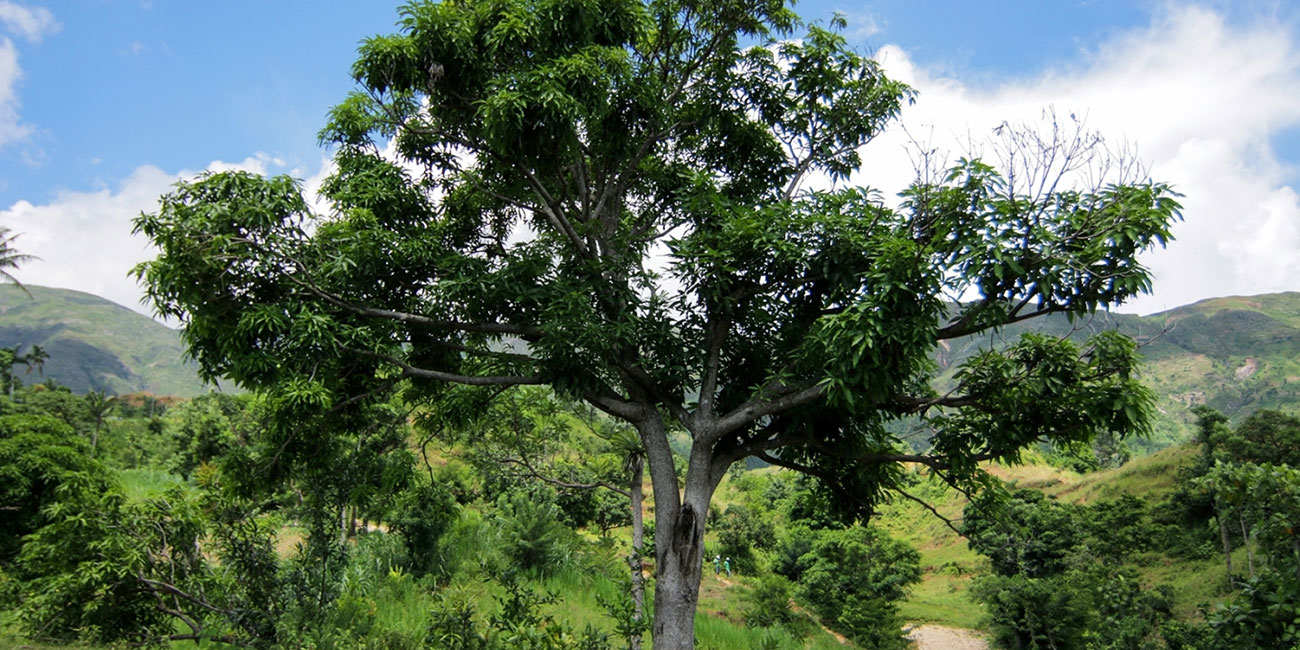 ELC_MeseTerra_Tree